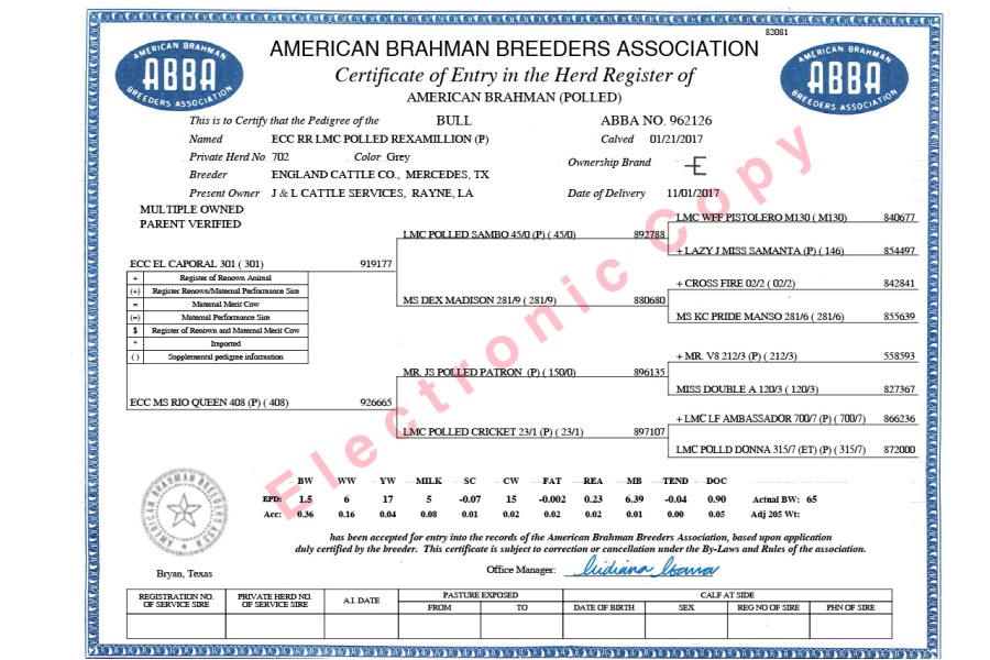 ECC RR LMC POLLED REXAMILLION (P) - CONVENTIONAL SEMEN PACKAGE - USA ONLY