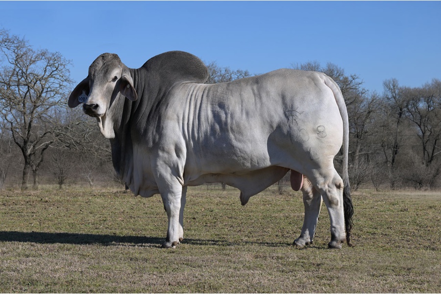 RIO MR ROCO 108L SEMEN PACKAGE - GRAY BRAHMAN FEMALE SEXED SEMEN  WORLD-WIDE INCLUDING USA