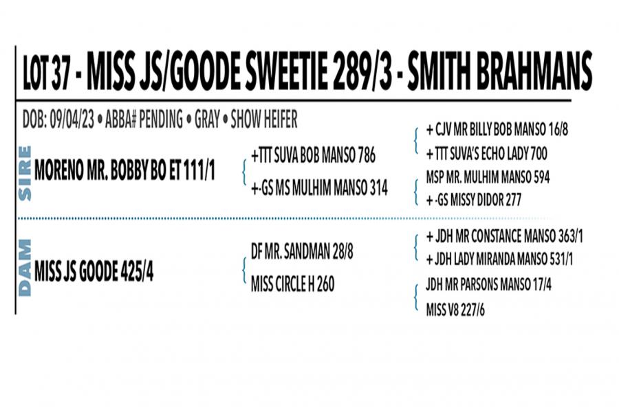 LOT 037 - MISS JS/GOODE SWEETIE 289/3