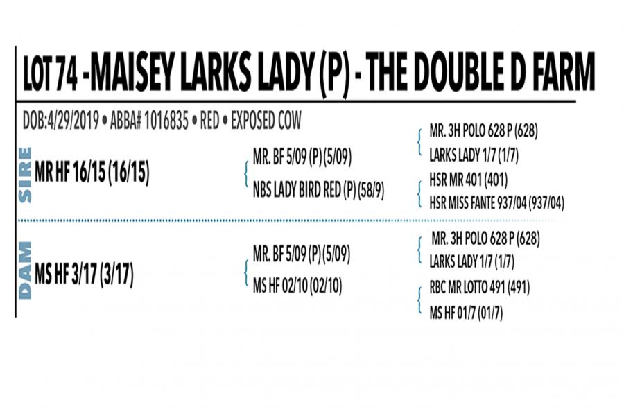 LOT 074 - MAISEY LARKS LADY (P)