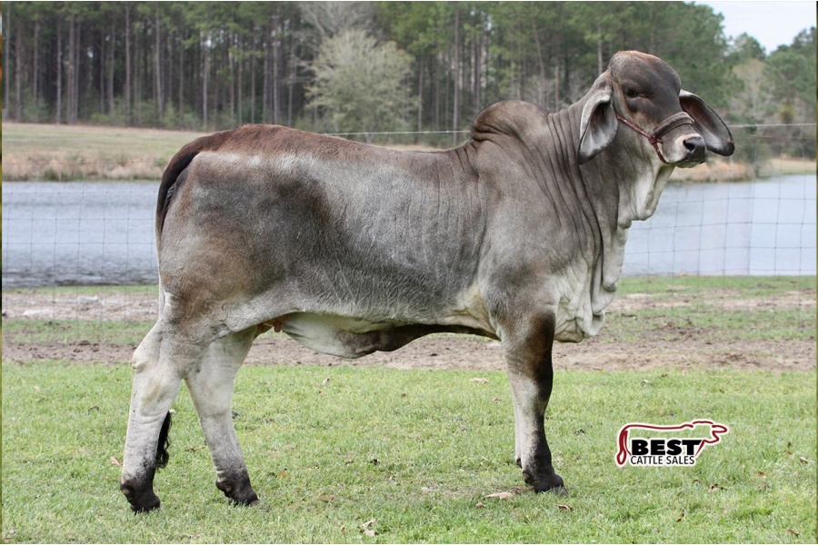 LOT 004 - LEE’S MISS ISABELLA MANSO (P)