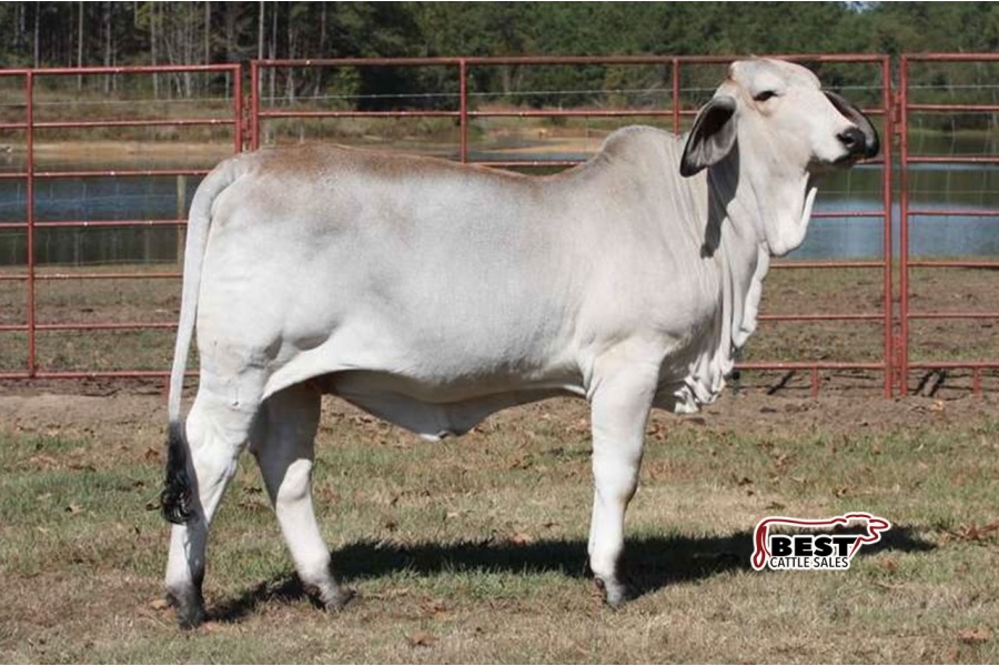 LOT 005 - LEE’S MISS MADELINE MANSO (P)