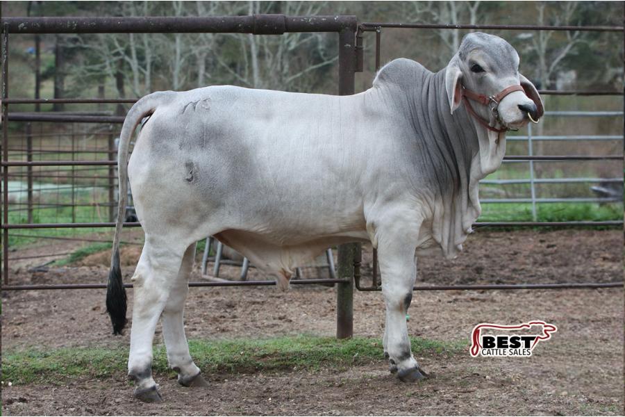 LOT 011 - WS MR BUSTER 11/3