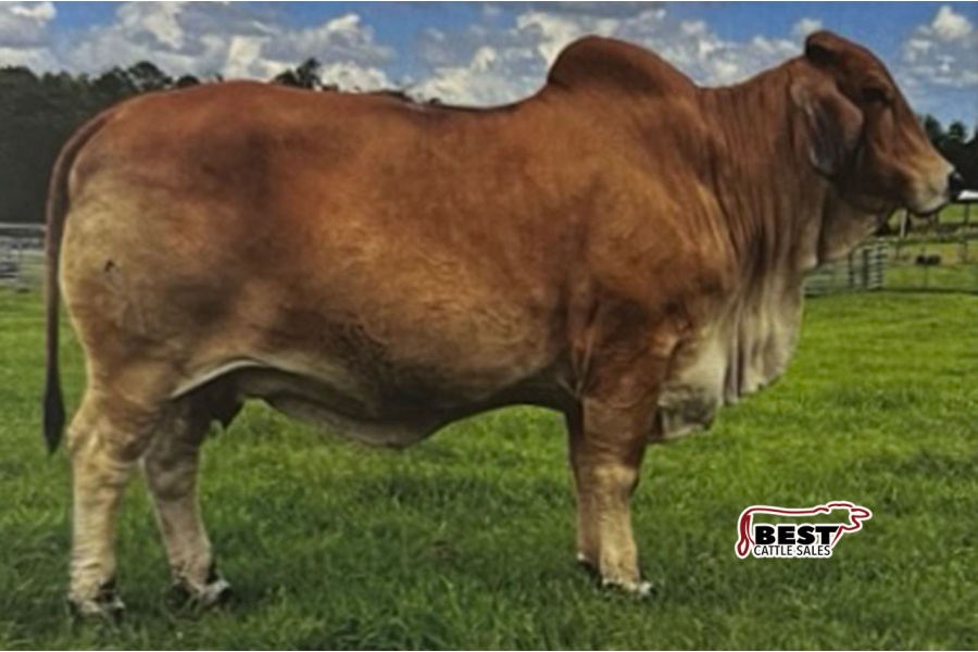 LOT 012 - MISS TYLER BECKY 91