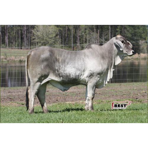 LOT 013 - MISS POLLED TRINITY 101