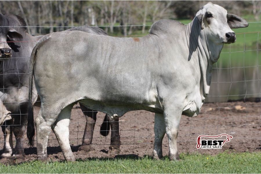 LOT 016 - 2/1 (P)