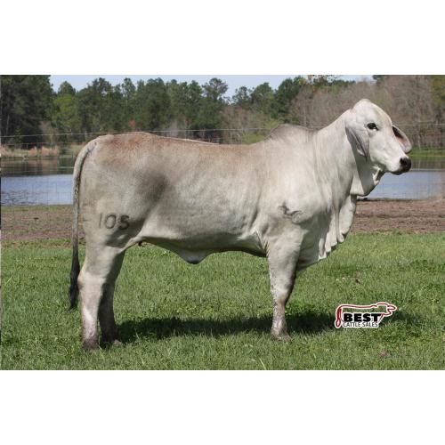 LOT 017 - MISS POLLED TRINITY 105