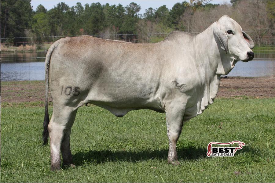 LOT 017 - MISS POLLED TRINITY 105