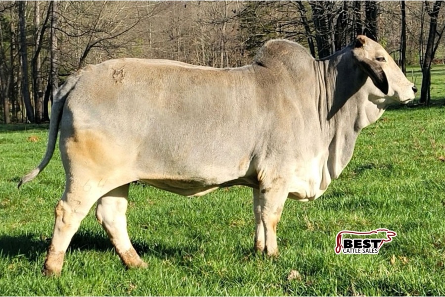 LOT 018 - MORENO MS. LADY THEODORA