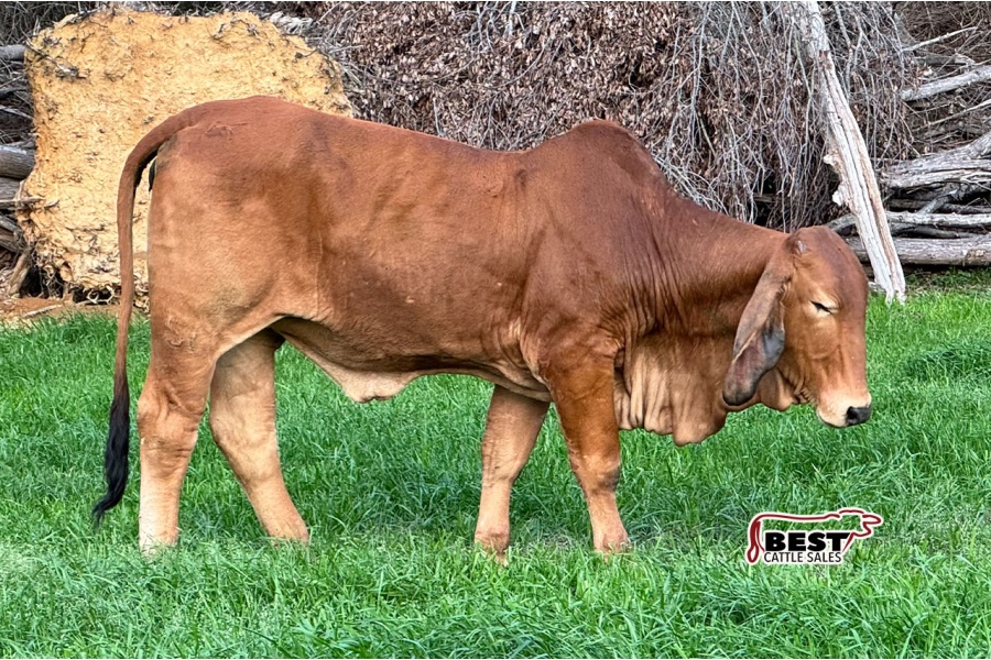 LOT 023 - AF MISS RHINEAUX ROJA