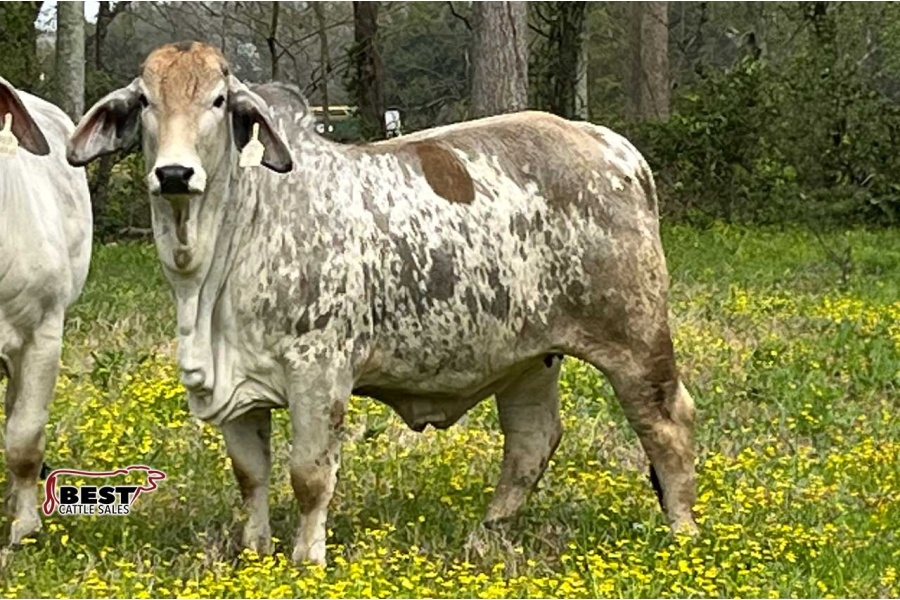 LOT 038 - MISS JS/GOODE SPECKIE 230/2
