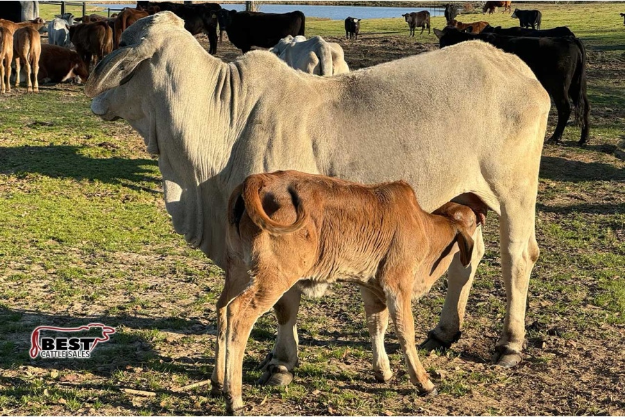 LOT 043 - MISS TC CISSI MANSO