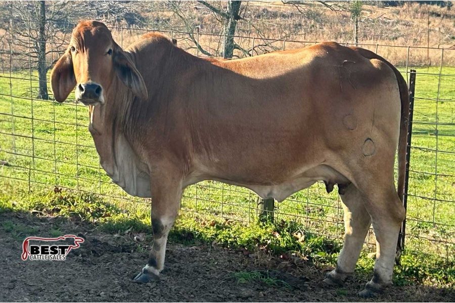 LOT 046 - RS MISS LULU