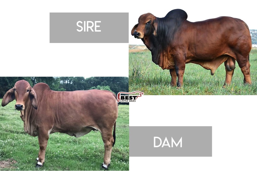 LOT A - NIOKA PABLO X CORA ROJO 427 - (3) THREE CONVENTIONAL EMBRYOS