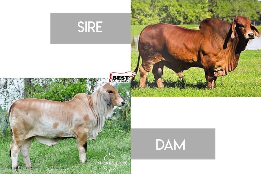 LOT B - MR. KC NIKON 500/6 X HMC POLLED 42/1 (P) - (3) THREE SEXED FEMALE EMBRYOS