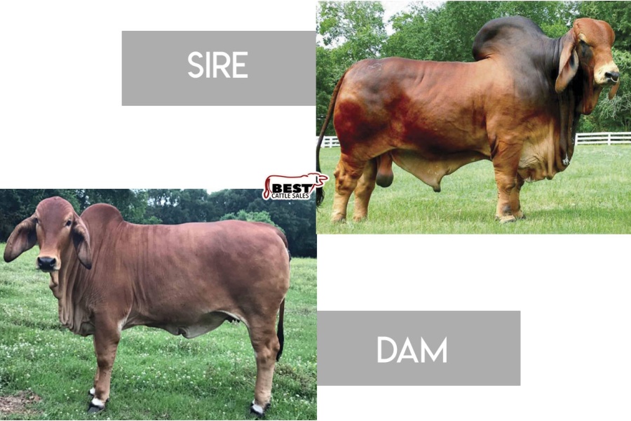 LOT C - +BB MR STING-RAY 10/0 X CORA ROJO 427 - (3) THREE CONVENTIONAL EMBRYOS