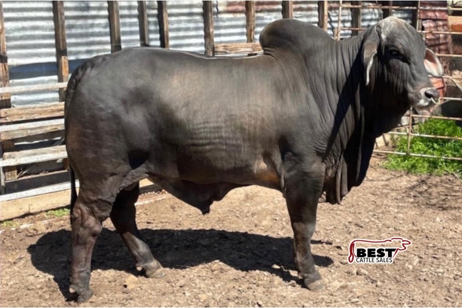 LOT E - PCC LMC POLLED PRIORITY (P) - (10) TEN STRAWS OF CONVENTIONAL SEMEN