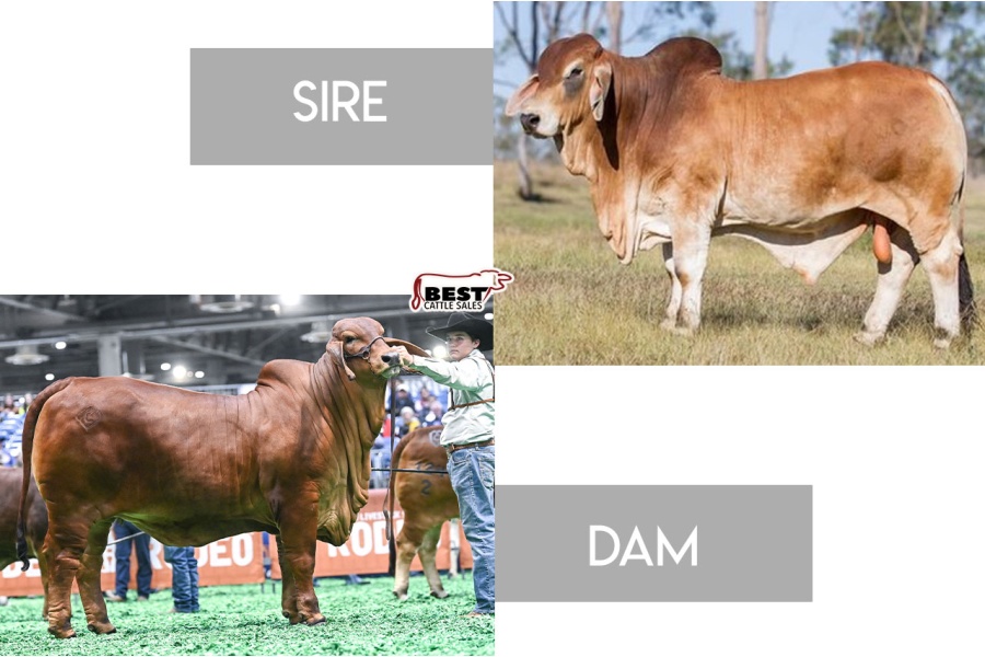 LOT F - #JOMANDA EL TORO 802 (PS) x DC MISS MIYA MIA 11/2 - (2) TWO CONVENTIONAL EMBRYOS