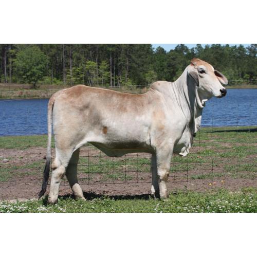 Lot 161 - LEE’S MISS LINDSEY MANSO 120/0
