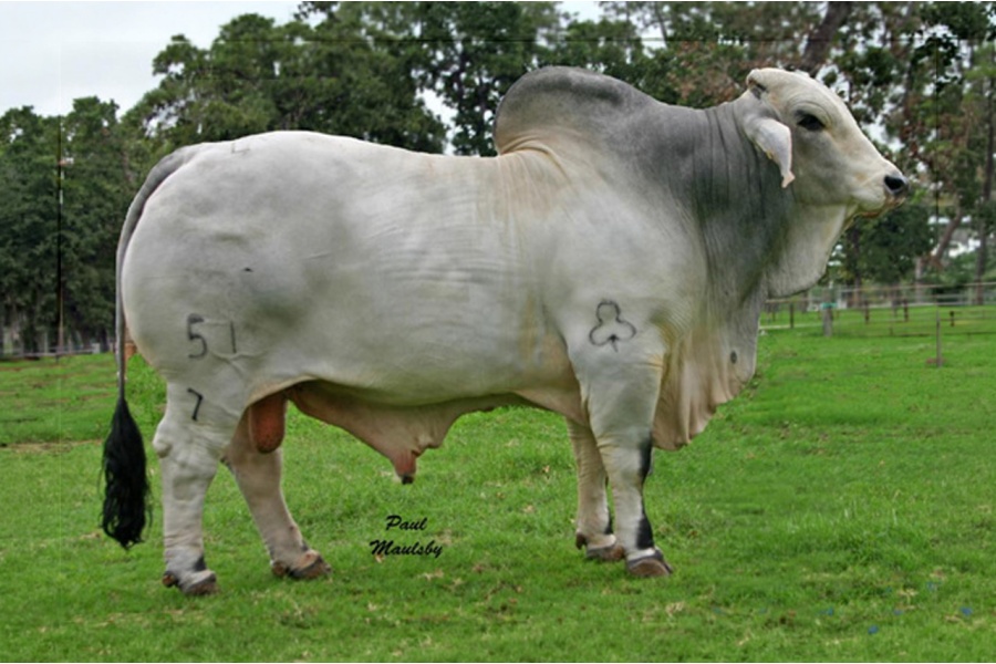 LOT 10 - +JDH SIR SHANK MANSO - 1 STRAW SEXED SEMEN