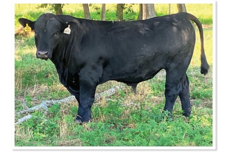 LOT 071 - REGISTERED SIMANGUS