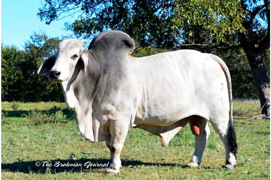 LOT 56 - MR. SLUGGER 12/7 - 5 STRAWS CONVENTIONAL SEMEN