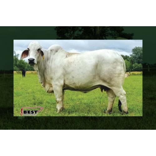 LOT 001 AND LOT 001A - JDH MISS MERCY MANSO 269/8