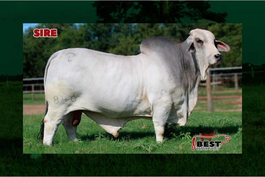 LOT 002 - BCC LADY ENOLA MANSO 140/0