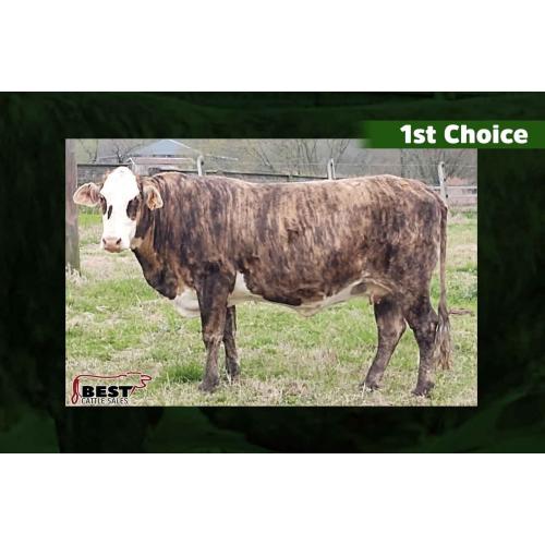LOT 103 to 107 - SCOTT KIRKSEY - FIRST CHOICE OR X THE MONEY OF LOTS CHOSEN