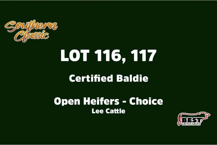 LOT 116, 117 - LEE CATTLE - CHOICE OR X THE MONEY OF LOTS CHOSEN (B)