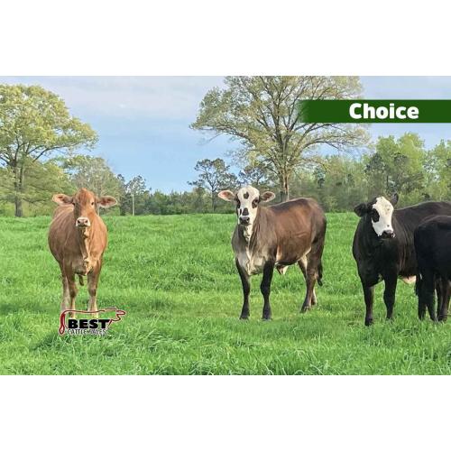 LOT 113,114,115,409 - LEE CATTLE - CHOICE OR X THE MONEY OF LOTS CHOSEN (B)