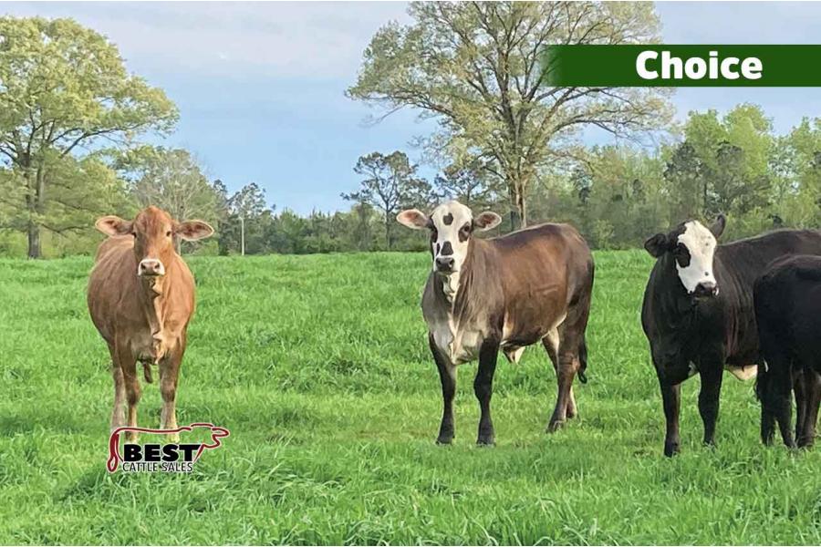 LOT 113,114,115,409 - LEE CATTLE - CHOICE OR X THE MONEY OF LOTS CHOSEN (A)