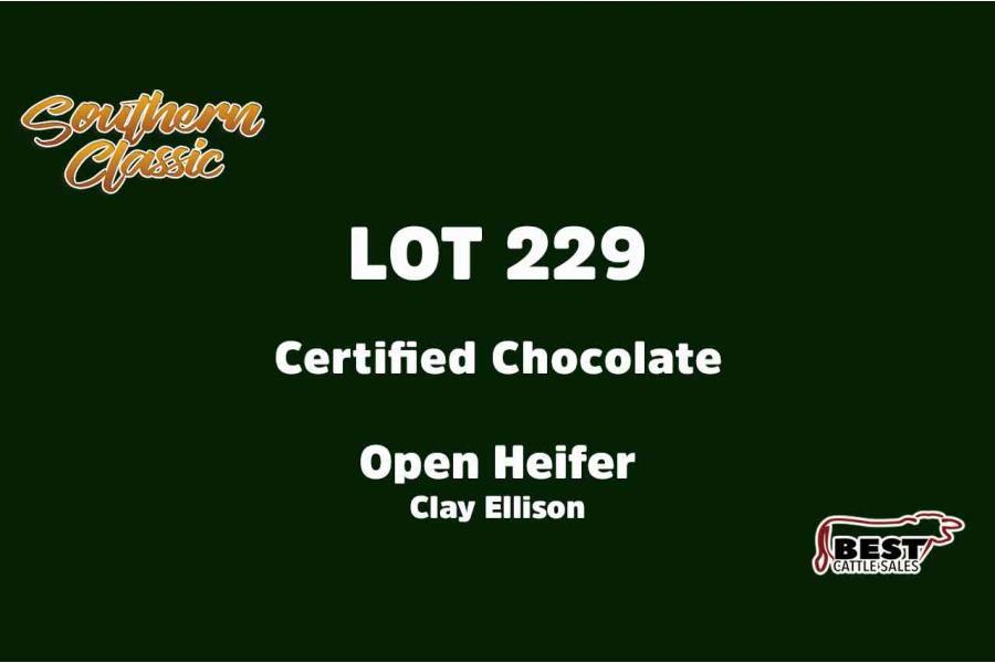 LOT 229 - CLAY ELLISON - OPEN HEIFER