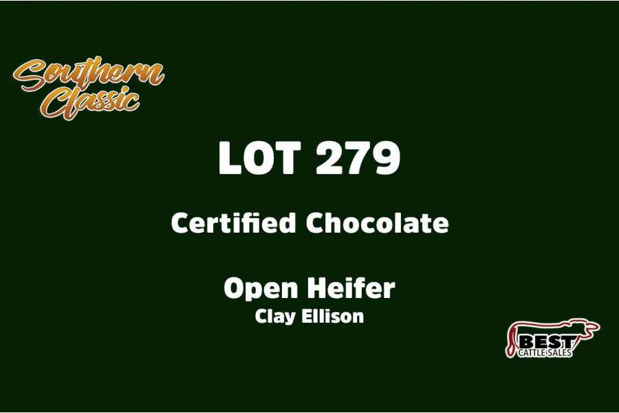 LOT 279 - CLAY ELLISON - OPEN HEIFER