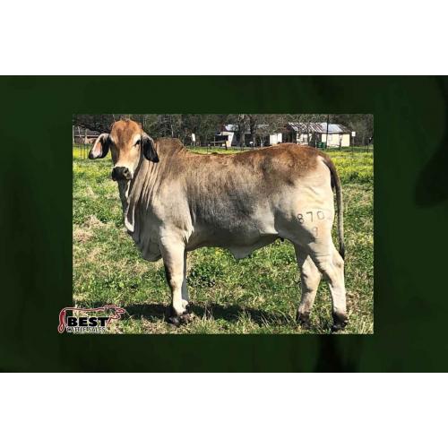 LOT 076 - MISS JS POLLED RUSTIC (P) 870/9