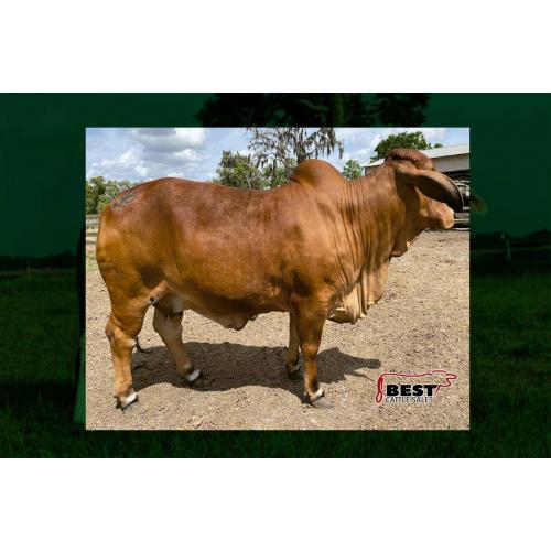 LOT 082 - ME MISS INFERNO 180