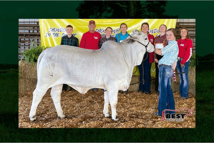 LOT 084 - DC MISS LONIE BROWN 49/4