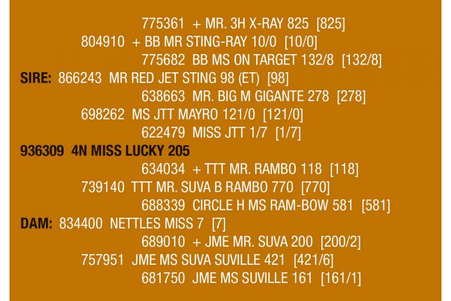 LOT 085 - 4N MISS LUCKY 205