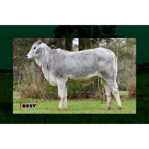 LOT 086 - MISS MIRACLE BAKER 28