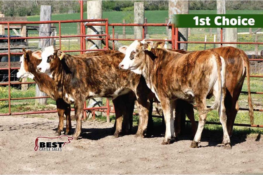 LOT 098 to 102 - BARTLAM BRIDGE - FIRST CHOICE OR X THE MONEY OF LOTS CHOSEN