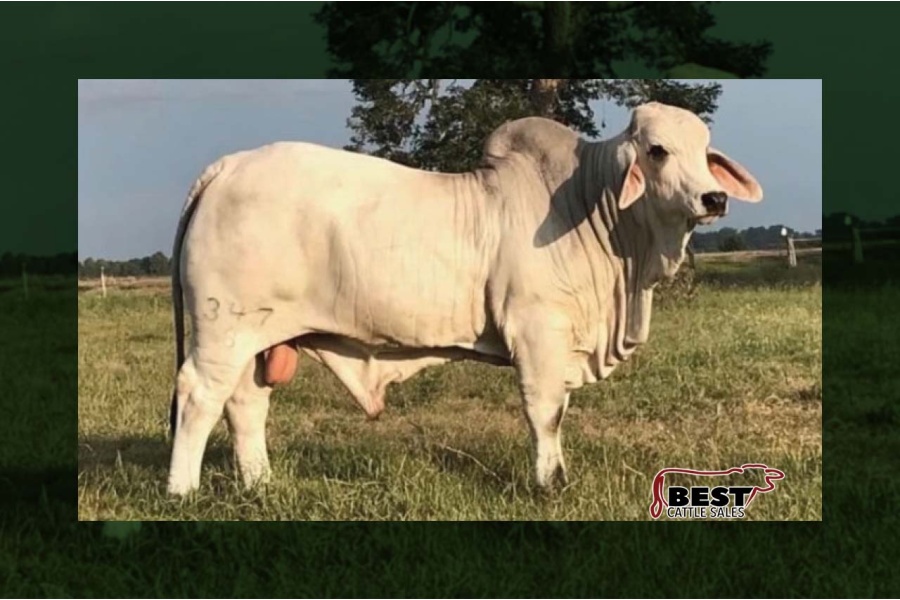 LOT C - MR. V8 347/8 - SEMEN PACKAGE