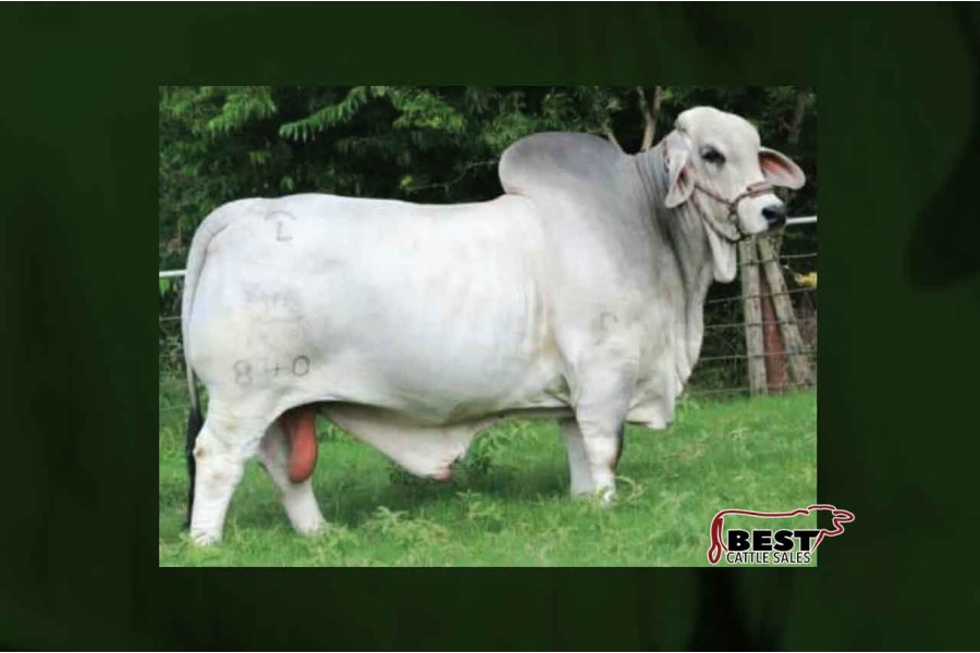 LOT D - PICK OF +JDH MR MANSO 840'S CALVES