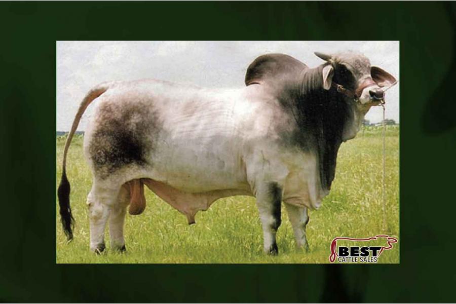 LOT F - SEXED EMBRYOS SIRED BY (+)JDH KARU MANSO 800