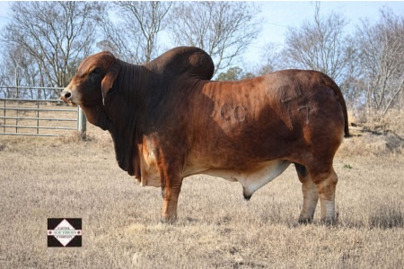 SOUTHERN MR 23/17 (P) - RED BRAHMAN CONVENTIONAL SEMEN PACKAGE - USA & WORLD-WIDE