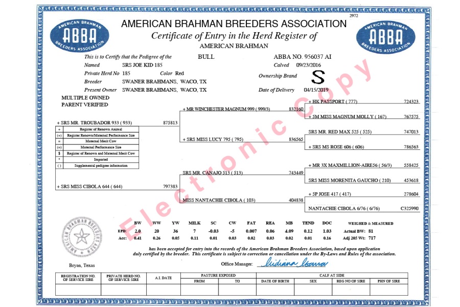 SRS JOE KID 185 X JLCS PCC MARIE RHINEAUX 15/0  - FEMALE SEXED EMBRYO - USA ONLY