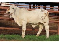 LOT 001 -  LIVE ANIMAL - BUYERS CHOICE OF ONE OF THE FOUR +MR. V8 458/7 “NOBLE” SIRED HEIFERS OFFERED IN THIS BENEFIT AUCTION