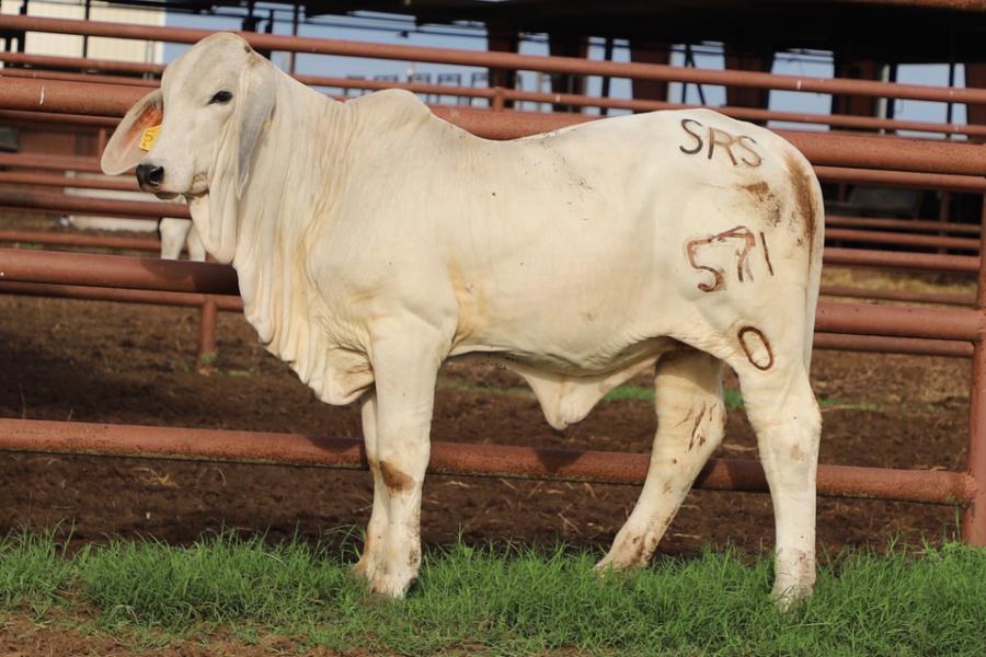 LOT 001 -  LIVE ANIMAL - BUYERS CHOICE OF ONE OF THE FOUR +MR. V8 458/7 “NOBLE” SIRED HEIFERS OFFERED IN THIS BENEFIT AUCTION