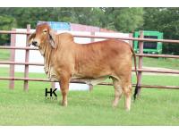 LOT 17 - HK MS. RED RIVER 56/0