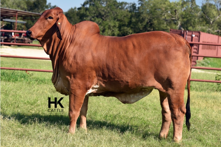 LOT  07 - HK MS RAY 226/2