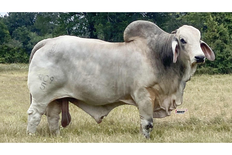 LOT 19 - FOUNDATION OF OUR HERD SEMEN PACKAGE  - THREE (3) SEMEN STRAWS